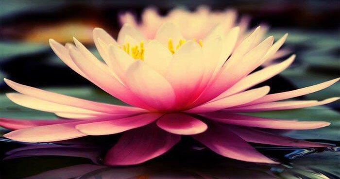 We cannot grow a lotus without mud.